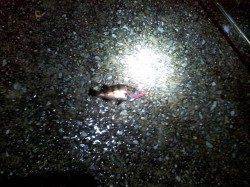 垂水漁港でのメバリング釣果