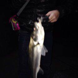 そろそろバチパターン？　表層スローリトリーブでシーバス