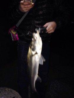 そろそろバチパターン？　表層スローリトリーブでシーバス