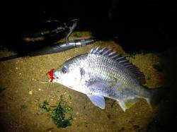 南芦屋浜でチニング　40cmの良型キビレ！…