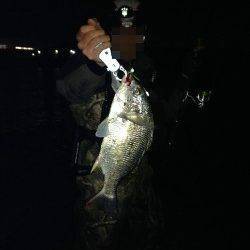 南芦屋浜でチニング　40cmの良型キビレ！