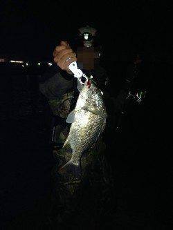 南芦屋浜でチニング　40cmの良型キビレ！