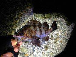 沖目でバイトが集中〜須磨メバリング好調