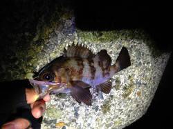 沖目でバイトが集中〜須磨メバリング好調