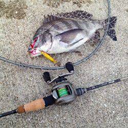 ポーアイ沖堤シーバス狙いで岸壁ジギング〜外道でチヌ！
