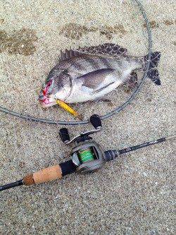 ポーアイ沖堤シーバス狙いで岸壁ジギング〜外道でチヌ！