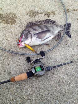 ポーアイ沖堤シーバス狙いで岸壁ジギング〜外…