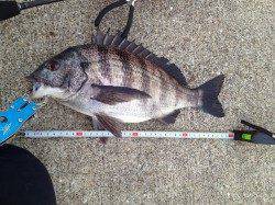 ポーアイ沖堤シーバス狙いで岸壁ジギング〜外道でチヌ！