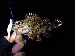 チャート系のシンペンで連続ヒット〜湾奥のバチ抜けシーバス