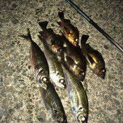 日本海でライトゲーム、アジング&メバリング楽しめます！