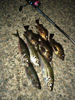 日本海でライトゲーム、アジング&メバリング楽しめます！