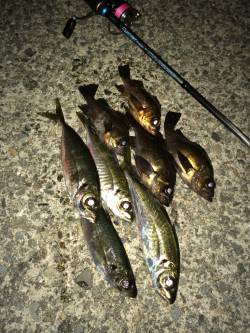 日本海でライトゲーム、アジング&メ…