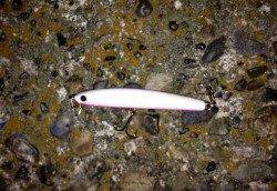 泉大津エリアでシーバス狙い〜真チヌがきました