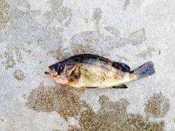 東二見人工島　胴突き仕掛けで煮付けサイズのアイナメ☆