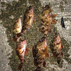 妻鹿の灘浜海浜公園にてガシラ