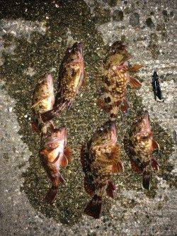 妻鹿の灘浜海浜公園にてガシラ