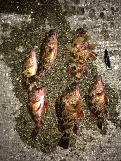 妻鹿の灘浜海浜公園にてガシラ