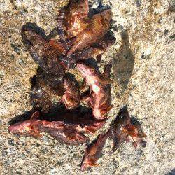 須磨エリア、落とし込みでガシラ好調！投げではカレイも♪