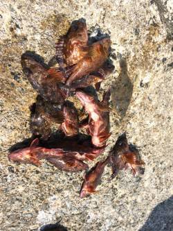 須磨エリア、落とし込みでガシラ好調！投げで…