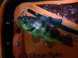 雨の中メバリングで青岸～加太～小島～淡輪ランガン