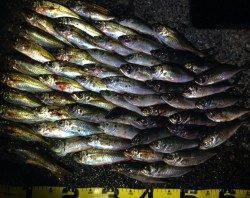 白浜周辺、アジング上向きです！