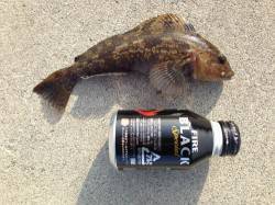 東二見人工島　胴突き仕掛けでアイナメ＆オマ…