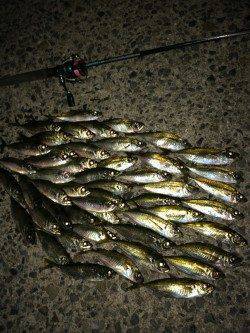 白浜周辺漁港へアジング、アタリも多く楽しい釣行でした