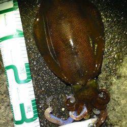 田辺周辺にてアジング&ヤエン〜どちらも満足♪