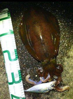 田辺周辺にてアジング&ヤエン〜どちらも満足♪