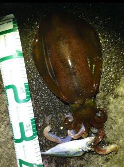 田辺周辺にてアジング&ヤエン〜どち…