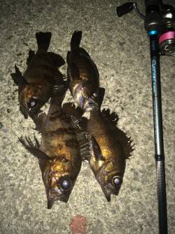 塩屋海岸メバリング☆クリア系とブラウン系が…