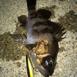 大蔵海岸でメバリング、プラグへの反応良好です！