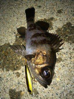 大蔵海岸でメバリング、プラグへの反応良好です！