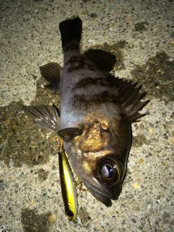 大蔵海岸でメバリング、プラグへの反応良好で…