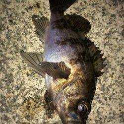 日本海でライトゲーム、アジング&メバリング楽しめます！