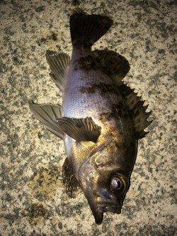 日本海でライトゲーム、アジング&メバリング楽しめます！