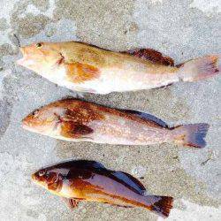 東二見人工島　胴突き仕掛けで煮付けサイズのアイナメ☆