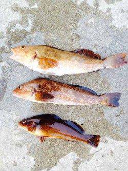 東二見人工島　胴突き仕掛けで煮付けサイズのアイナメ☆