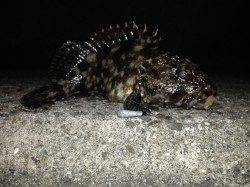 舞洲周辺にてダウンショットでガシラ狙い