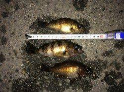 姫路西部エリアでメバリング、夜の11時頃から時合突入