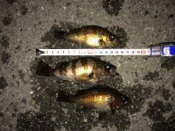 姫路西部エリアでメバリング、夜の11時頃か…