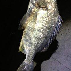 ぶっこみでキビレ〜微弱なアタリからの本アタリでした