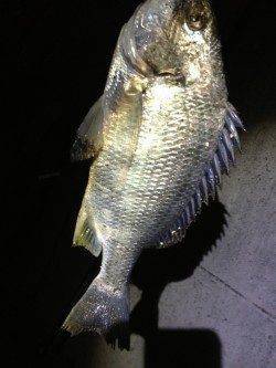 ぶっこみでキビレ〜微弱なアタリからの本アタリでした