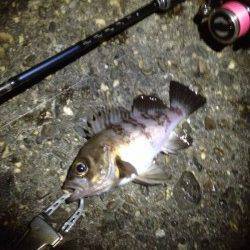 メタルジグでメバルのレンジを探ると3連続Hit！