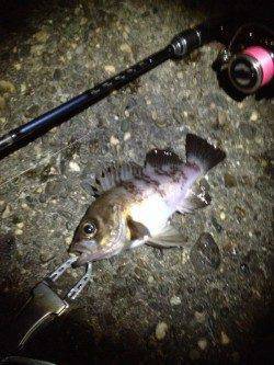 メタルジグでメバルのレンジを探ると3連続Hit！