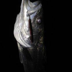 ★バチ抜け★汐見埠頭でルアーゲーム