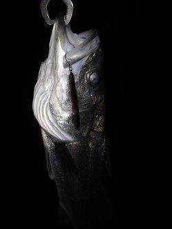 ★バチ抜け★汐見埠頭でルアーゲーム