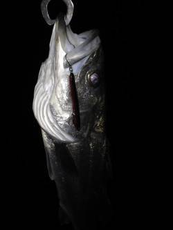 ★バチ抜け★汐見埠頭でルアーゲーム