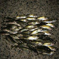 白浜周辺漁港へアジング、アタリも多く楽しい釣行でした