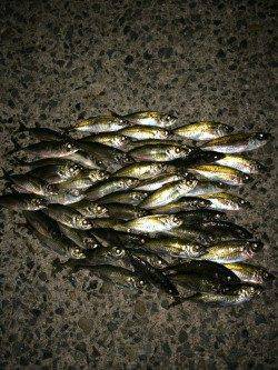 白浜周辺漁港へアジング、アタリも多く楽しい釣行でした